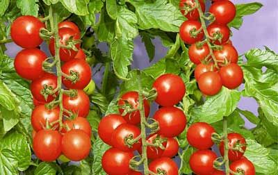 گلخانه گوجه فرنگی ساختن